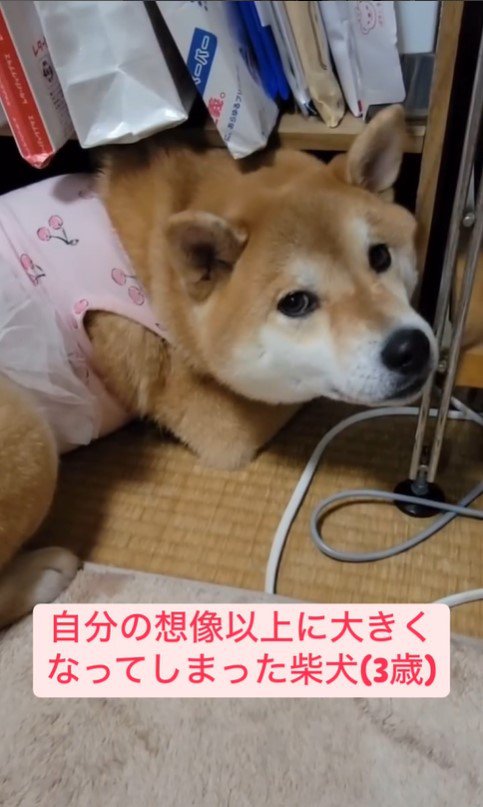 棚に入りたいころんちゃん6