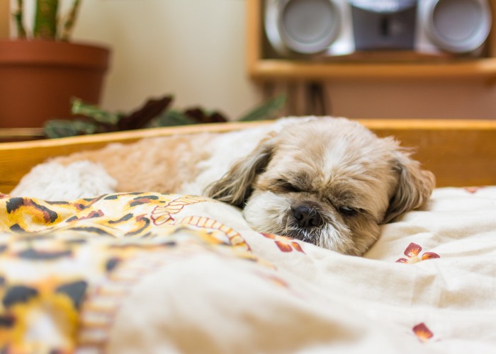 ベッドの上で眠っているシニアのシーズー