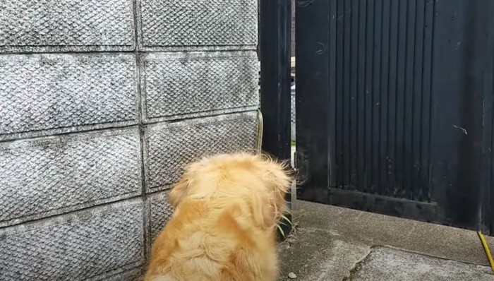 門のほうへ進むヘビと犬の後ろ頭