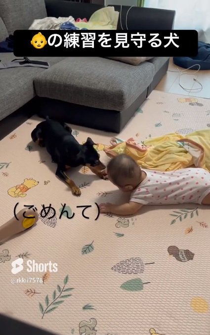 赤ちゃんに謝るヴェンちゃん