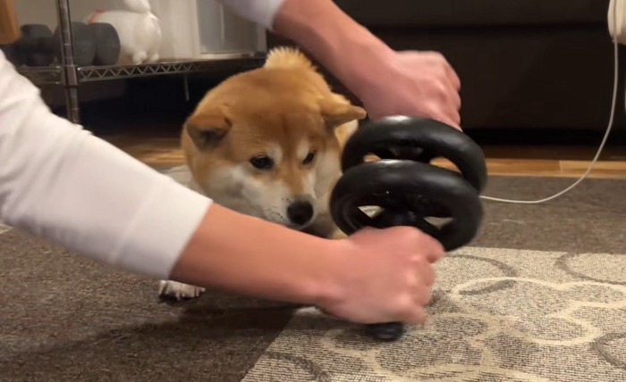 筋トレ中のお兄ちゃんとこじろー君8