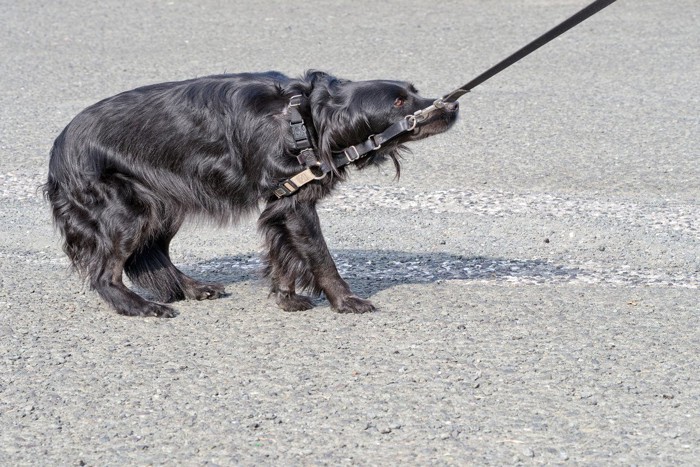 進むと危険だと知らせる犬