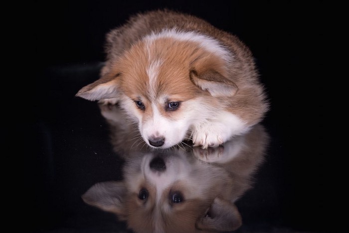 暗闇の中で伏せ目がちな犬