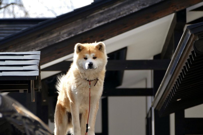 秋田犬