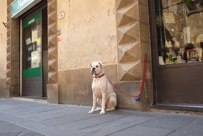 店の外で待つ犬