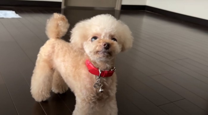 立ってこちらを見る犬