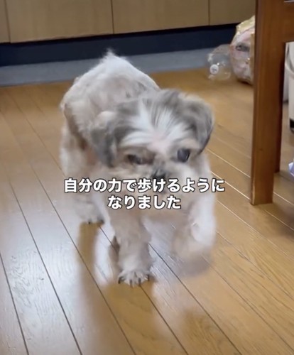 自力で歩けるまでに回復
