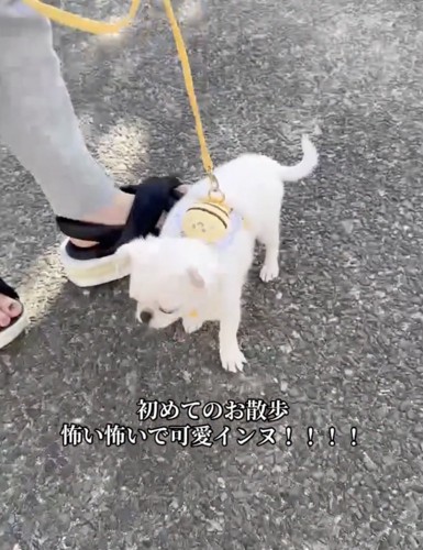 がんばれるかな?