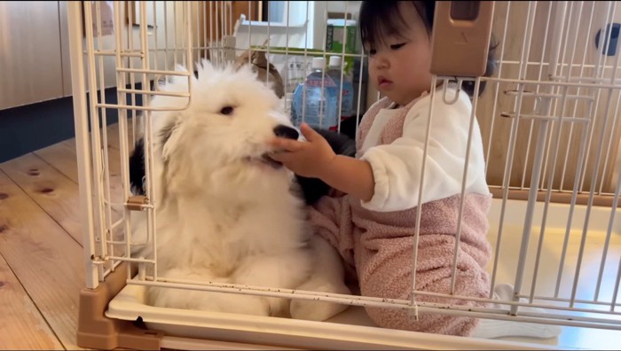 子犬の口に手を入れる赤ちゃん