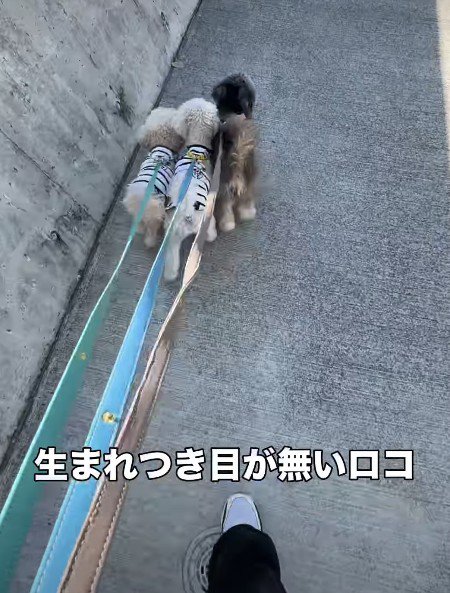 同居犬に挟まれてる♡