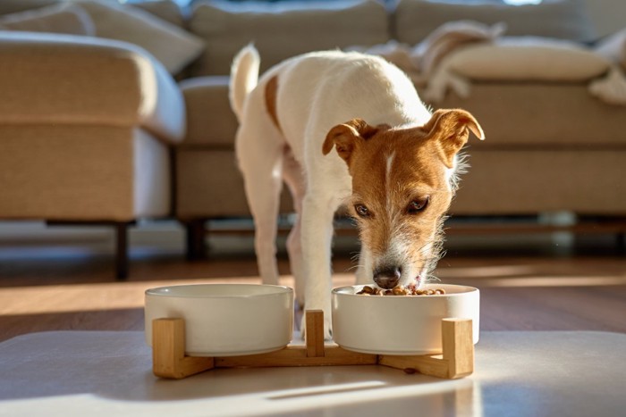 ごはんを食べる犬