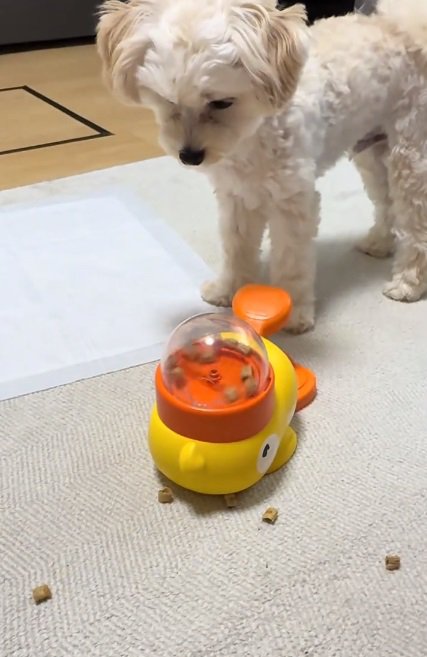 ご飯を食べないココくん