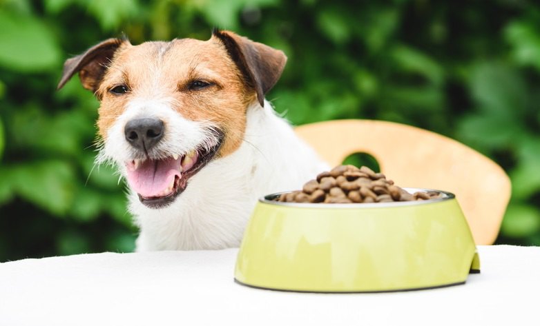 ドッグフードの前に座る犬