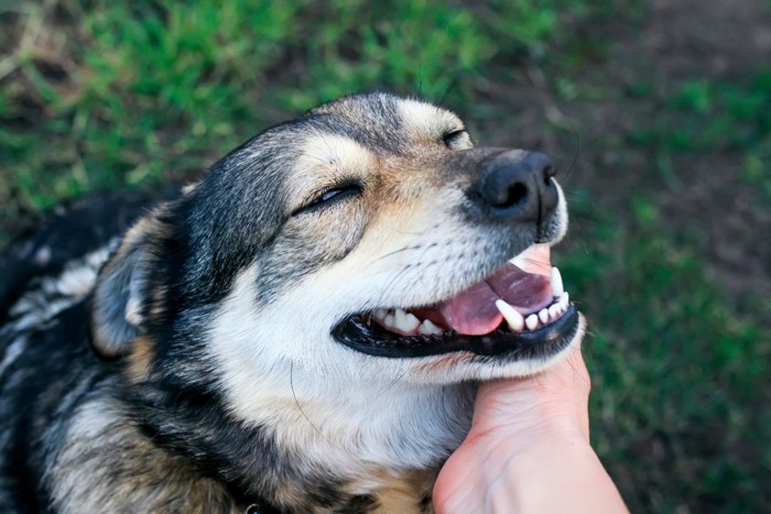 男性の手で撫でられている犬