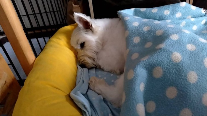 ちーちゃん
