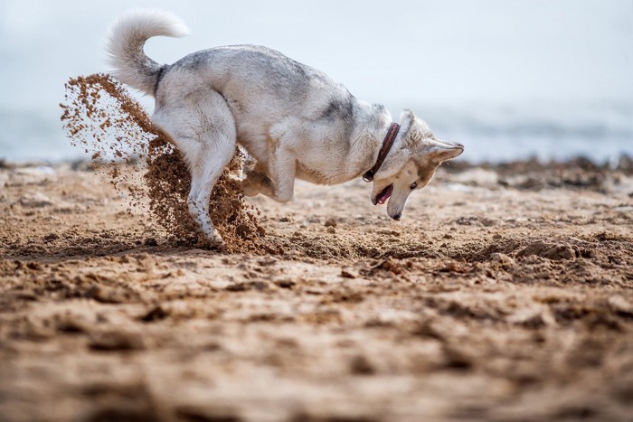 穴掘りをする犬