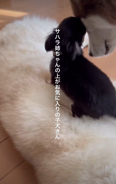 姉犬の体の上で遊ぶ♪