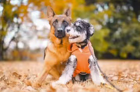 地面に伏せる犬と大型犬