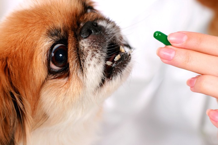 薬を差し出され口を開ける犬