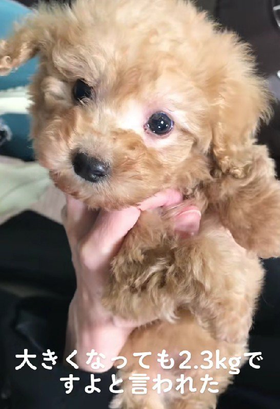 小さめトイプーのうにちゃん