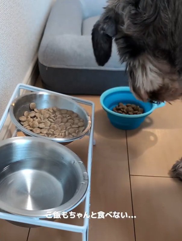 ご飯を食べないルアナちゃん