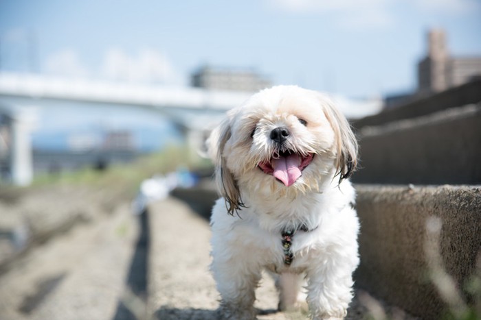 笑顔の犬