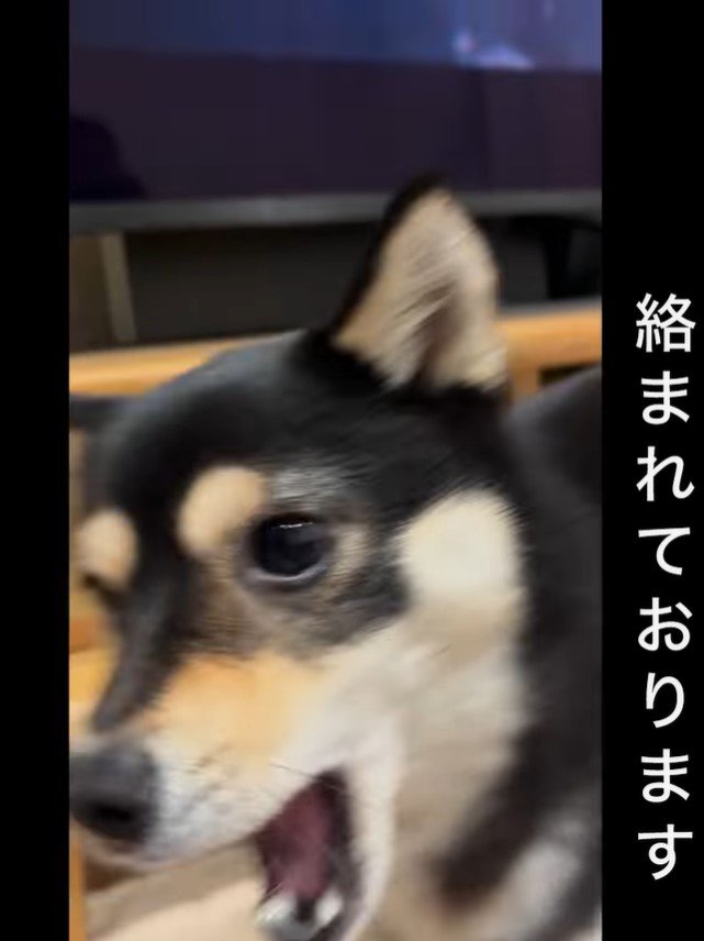 ヤンキーのように絡むくるみちゃん⑩