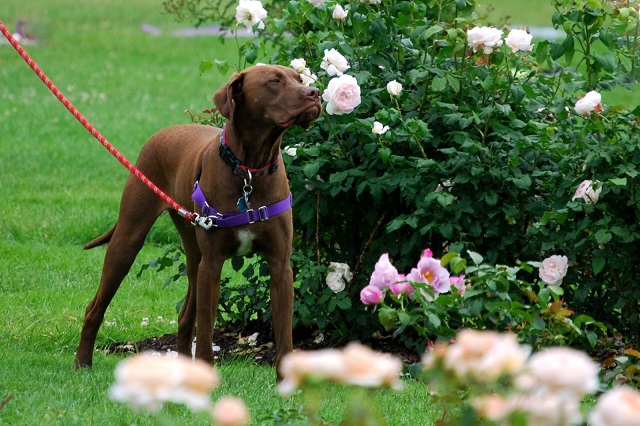 犬と花