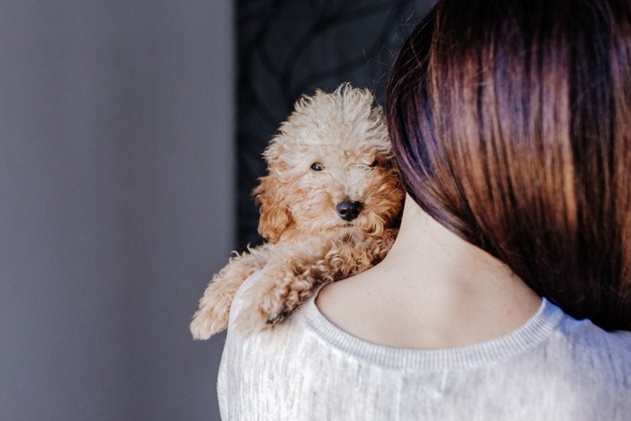 抱っこされている子犬