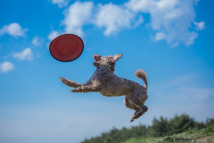 ディスクに飛び付く犬