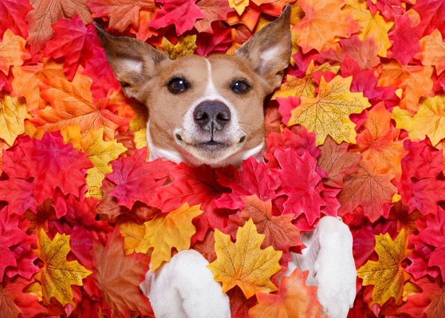 紅葉に埋もれている犬