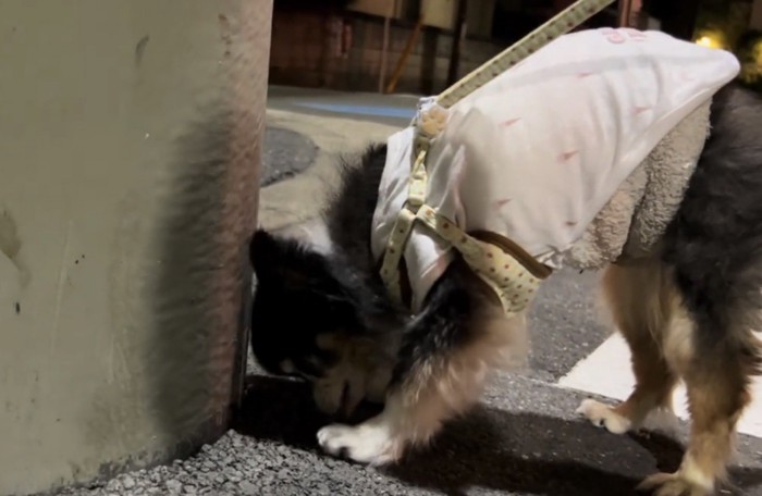 壁際に鼻を近づける犬