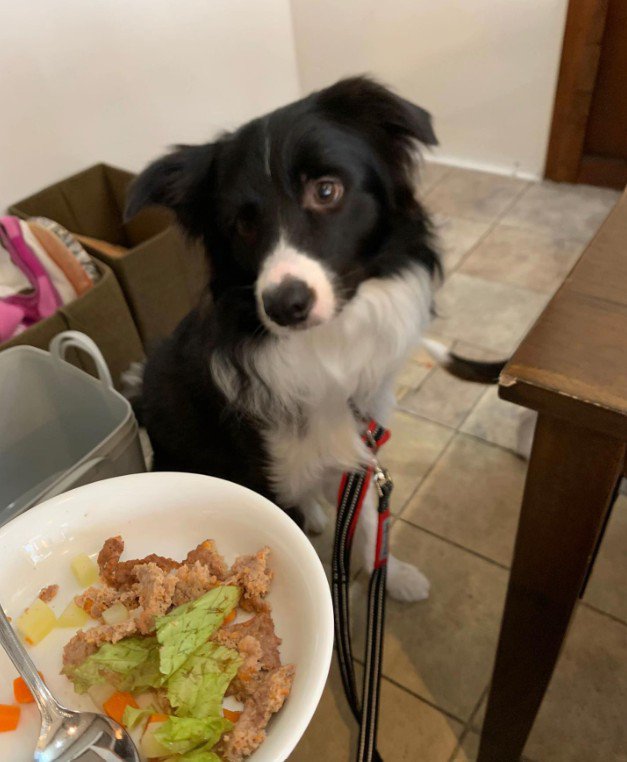 ペットホテルに居候していたワンコ6