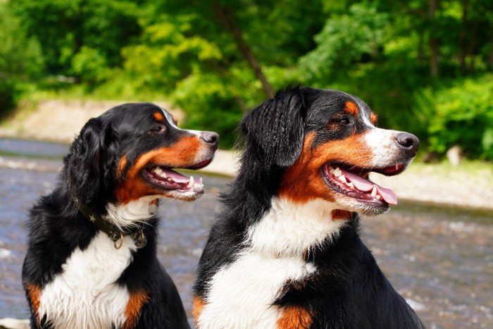 振り向いている二匹の犬