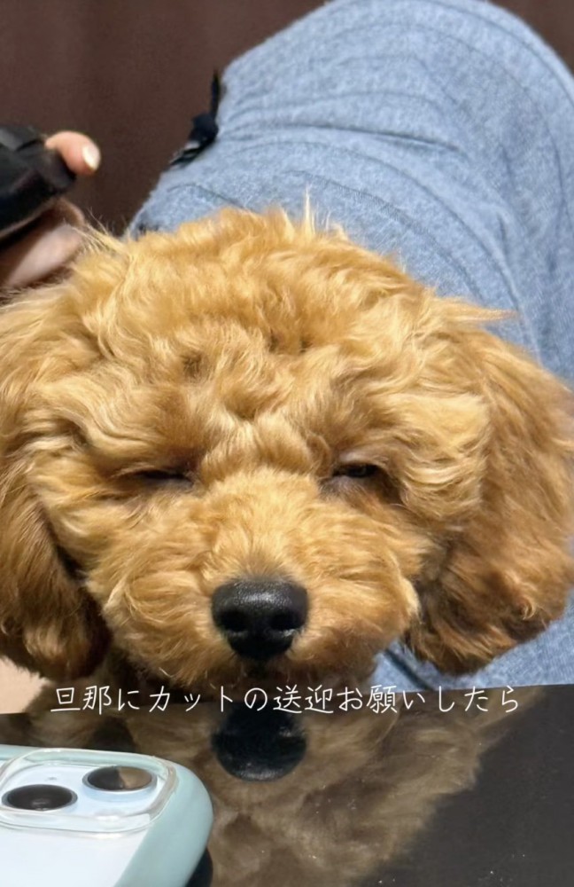 ふわふわのテラちゃん