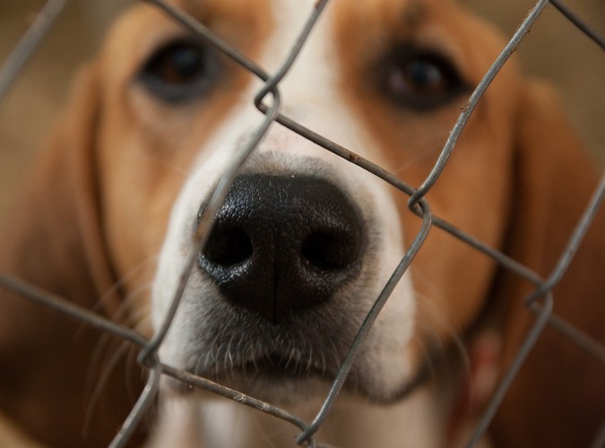 檻の犬