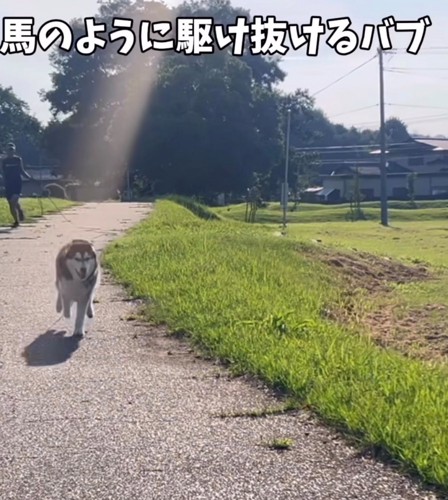 道路を走る犬