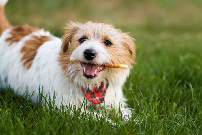 肉巻きのガムをくわえた犬