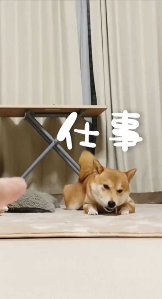 おやつを食べる犬