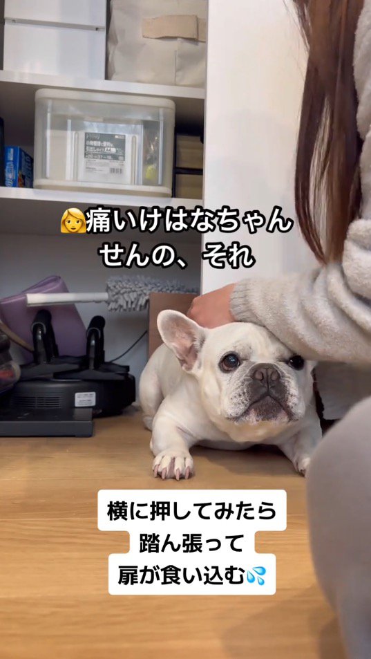 犬を横方向に移動させようと手を添える飼い主