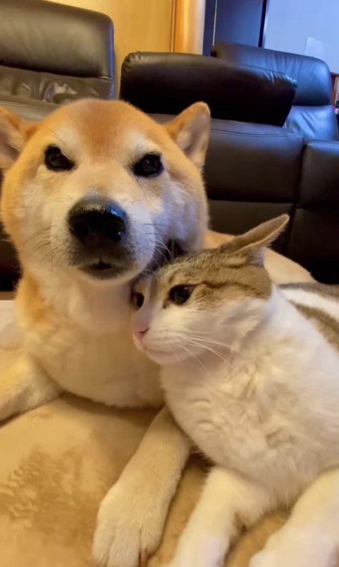 仲良しな犬猫たち2