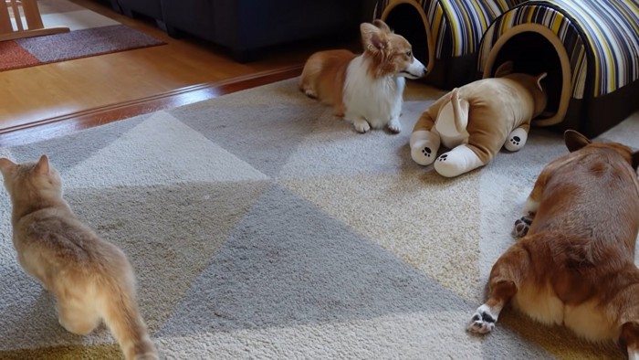 犬2匹とぬいぐるみを見る猫