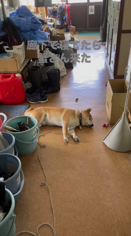 廊下に寝そべる犬