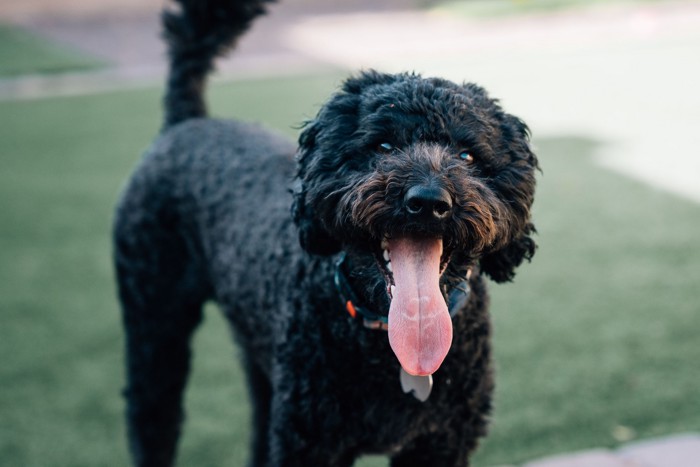 楽しそうな表情で正面を見つめるバルビー