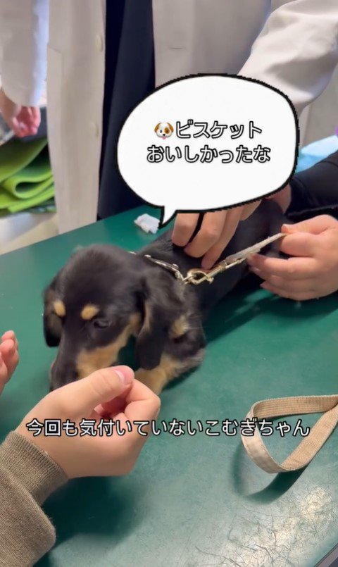 動物病院にきたこむぎちゃん7