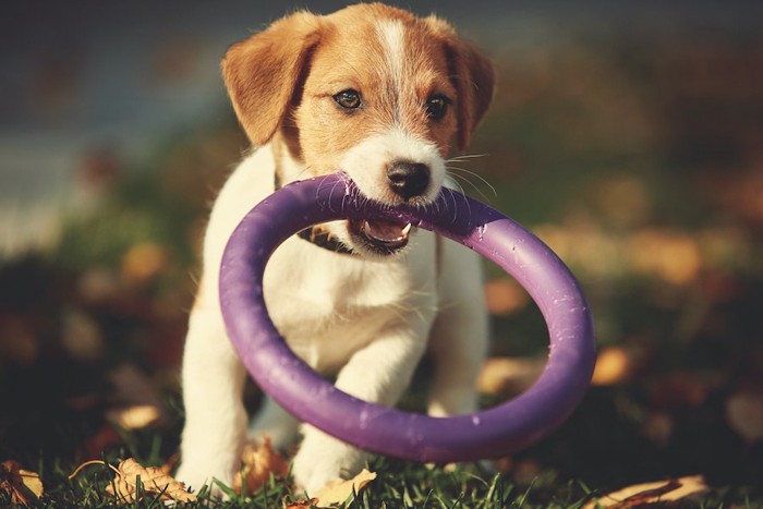 輪のおもちゃをくわえた子犬