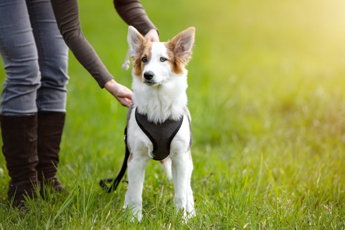 飼い主にハーネスを装着させられている犬