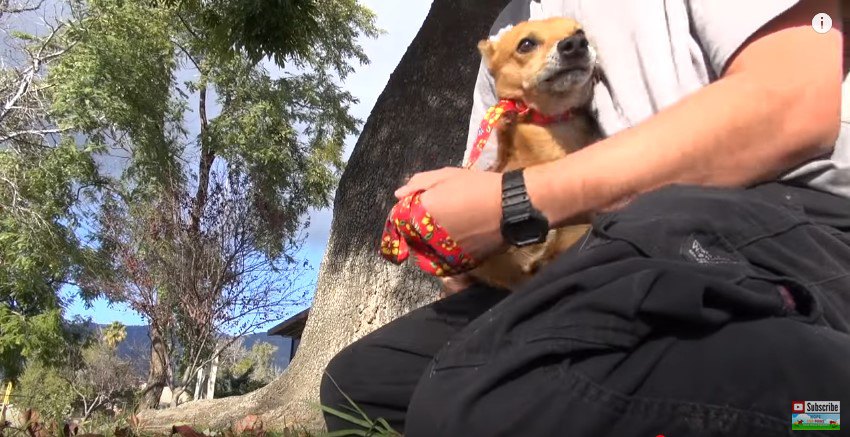 人のひざに座る犬