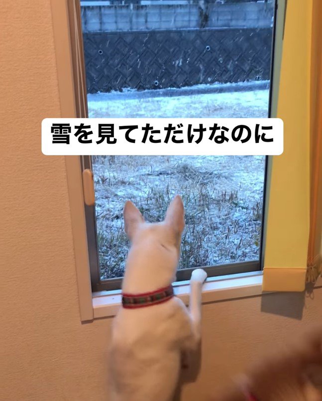 ハルちゃんが雪を見ていたら…7