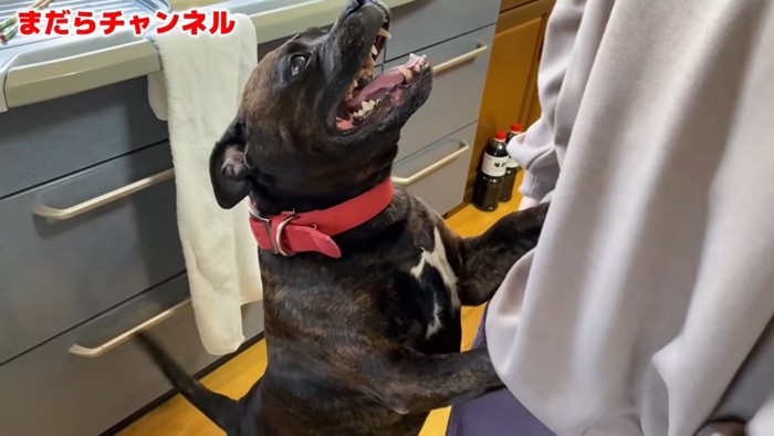 立ち上がっておねだりする犬